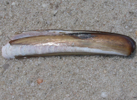 Common Razor Shell
